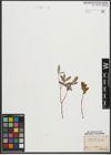 Foto von Salix purpurea L. x Salix repens L.
